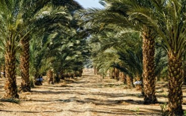 palma-daktylowa-plantacja1-563x353